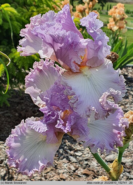 Iris hort. Majowy Sen