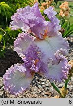 Iris hort. Majowy Sen