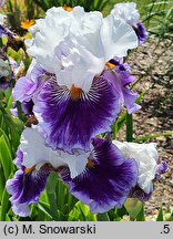 Iris hort. Wirtuoz
