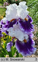 Iris hort. Wirtuoz