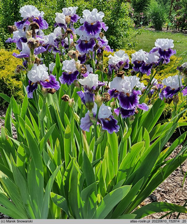 Iris hort. Wirtuoz