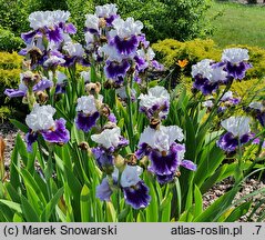 Iris hort. Wirtuoz