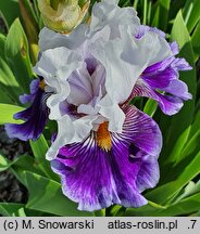 Iris hort. Wirtuoz