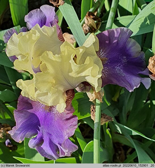 Iris hort. Kapitańskie Tango