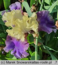 Iris hort. Kapitańskie Tango