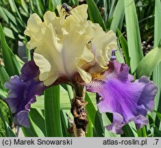 Iris hort. Kapitańskie Tango