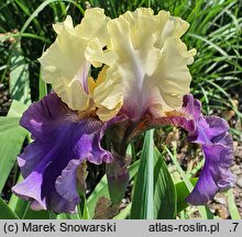 Iris hort. Kapitańskie Tango