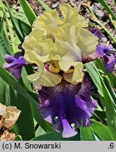 Iris hort. Kapitańskie Tango