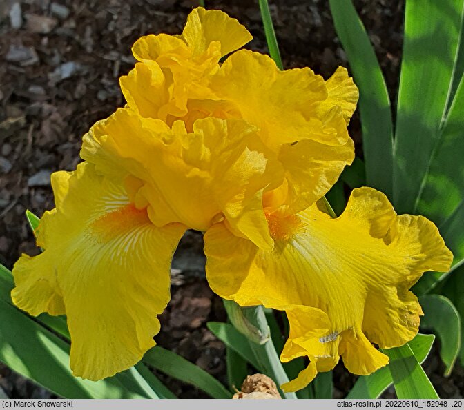Iris hort. Talar