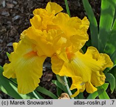 Iris hort. Talar