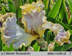 Iris hort. Lawendowa Fantazja