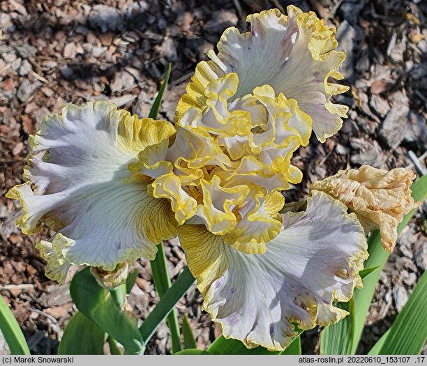 Iris hort. Lawendowa Fantazja