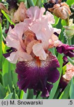 Iris hort. Dostojnik
