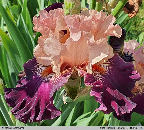 Iris hort. Dostojnik