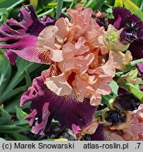 Iris hort. Dostojnik