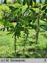 Pterocarya hupehensis (skrzydłorzech hupejski)