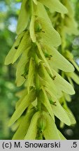 Pterocarya hupehensis (skrzydłorzech hupejski)