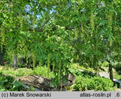 Pterocarya hupehensis (skrzydłorzech hupejski)