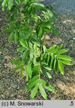 Pterocarya hupehensis (skrzydłorzech hupejski)