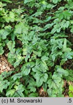 ×Heucherella Kimono