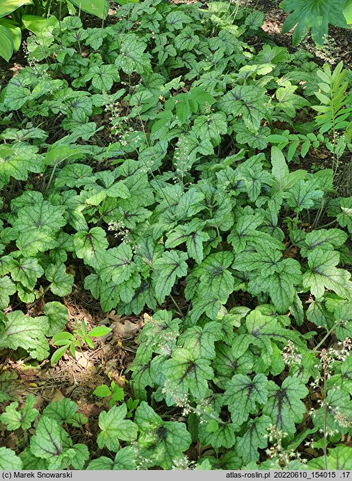 ×Heucherella Kimono