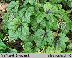 ×Heucherella Kimono