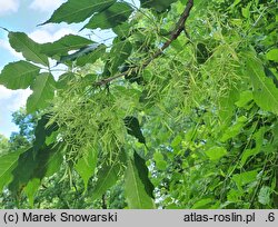 Fraxinus chinensis ssp. rhynchophylla (jesion koreański)
