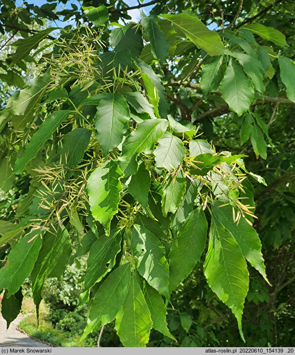 Fraxinus chinensis ssp. rhynchophylla (jesion koreański)