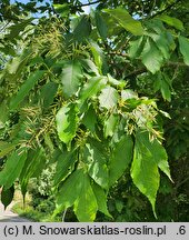 Fraxinus chinensis ssp. rhynchophylla (jesion koreański)