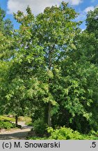 Fraxinus chinensis ssp. rhynchophylla (jesion koreański)