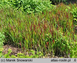 Imperata cylindrica Red Baron