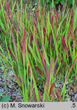 Imperata cylindrica Red Baron