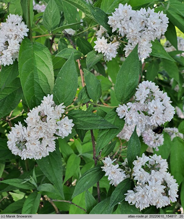 Deutzia Rosea Plena