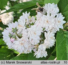 Deutzia Rosea Plena