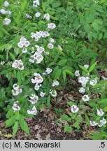 Deutzia ×hybrida Strawberry Fields
