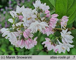 Deutzia ×hybrida Strawberry Fields