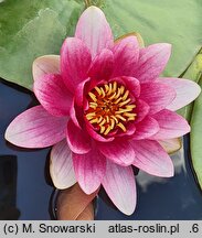Nymphaea hort. Almost Black