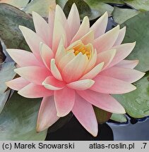 Nymphaea hort. Sunny Pink
