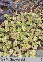 Heuchera Ginger Ale