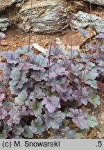 Heuchera Midnight Rose