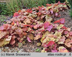 Heuchera Southern Comfort