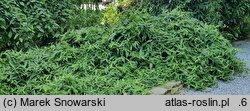 Lonicera acuminata (wiciokrzew zaostrzony)