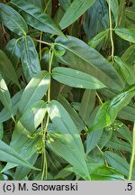 Lonicera acuminata (wiciokrzew zaostrzony)