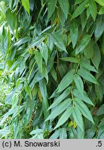 Lonicera acuminata (wiciokrzew zaostrzony)
