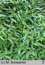 Lonicera acuminata (wiciokrzew zaostrzony)