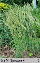 Koeleria glauca (strzęplica sina)