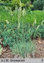 Koeleria glauca (strzęplica sina)
