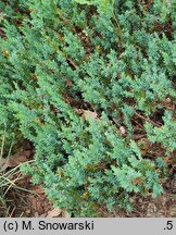 Juniperus horizontalis Grey Pearl