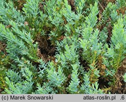 Juniperus horizontalis Grey Pearl