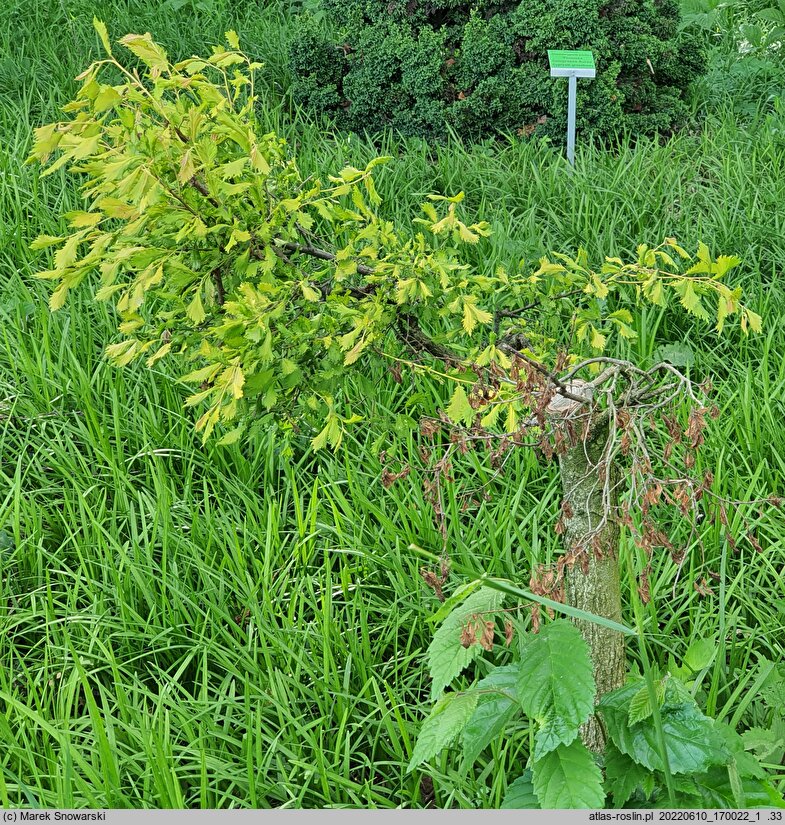 Ulmus minor Viminalis Aurea